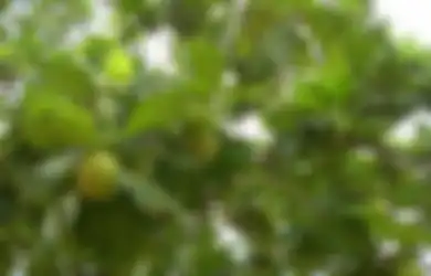 Pohon Buah Ini Tumbuh Subur di Indonesia, Siapa Sangka Malah Buah Ini yang Akan Jadi Sumber Ketahanan Pangan Global!