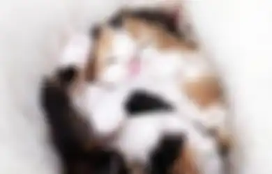 Kucing Tiga Warna; Bisakah Kucing Belang Tiga, Calico, Hamil?