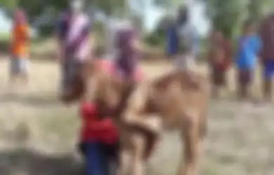 Warga Desa Berbondong-bondong 'Menyembah' Anak Sapi yang Terlahir dengan 5 Kaki, Mereka yang Sudah Melihat Sapi Ini Kemudian Bermimpi Akan Hal Unik Ini