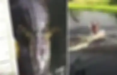 Diseret Buaya di Depan Mata Anaknya, Ibu di Bangka Ini Tewas Mengenaskan Saat Akan Mandi di Lubang Bekas Tambang, Begini Kondisi Mayat Saat Ditemukan