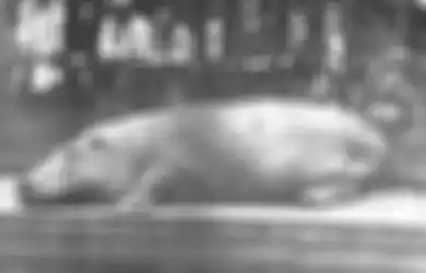Kisah Saat Kuda Nil Hampir Menyelamatkan Amerika Sampai Dibuta RUU Hippo: Ikan Dimusnahkan, Sesuatu Harus Dilakukan