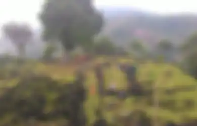 Rahasia di Bawah Permukaan Gunung Padang Terkuak, Ada Bangunan hingga Jalan Batu