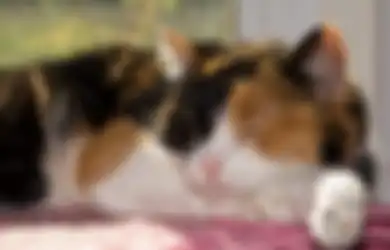 Apakah Semua Kucing Oranye Jantan dan Semua Kucing Tiga Warna Betina?