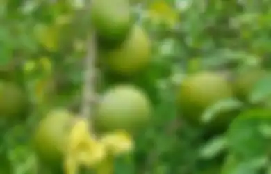 Ternyata Selama Ini Kita Salah, Buah Maja, Rasanya Ternyata Tidak Sepahit Akhir Kisah Majapahit