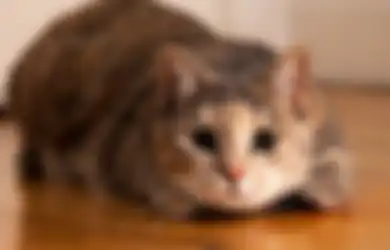 Kamu Pernah Ditatap Kucing Lama-lama? Ternyata Bukan Cuma Minta Makanan tapi Ini Alasannya