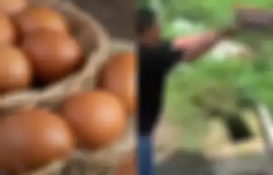 Viral Seorang Pria Ngamuk Buang Ratusan Telur ke Sawah, Asosiasi Peternak Bongkar Penyebab Sebenarnya Harga Bisa Anjlok Total: Bukan Kelebihan Produksi!