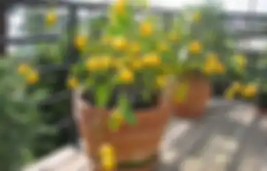 Agar  Tanaman Buah dalam Pot di Rumah Rajin Berbuah, Ini Syaratnya!