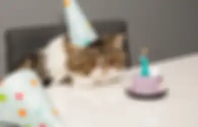 Ultah Kucing Piaraan Dirayakan Meriah, 15 Orang Terjangkit Covid-19