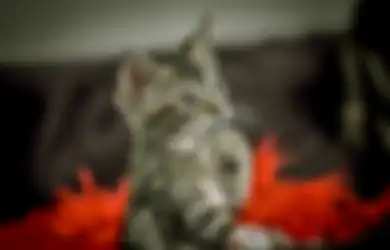 Hentikan Kebiasaan Beri Makan Nasi pada 'Anabul', Dokter Hewan: Kucing Tak Dapat Cerna Karbohidrat