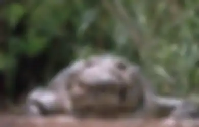 Memangsa 300 Manusia, Inilah Gustave, Buaya Raksasa yang Tak Pernah Bisa Dilumpuhkan Meski Diserbu dengan AK47