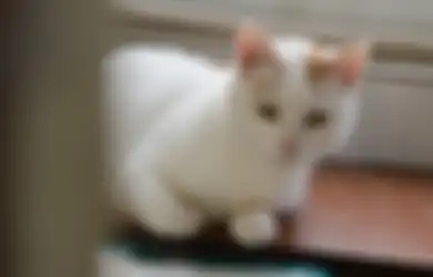 Ternyata Bisa Berbahaya, Stop Beri Makan Nasi ke Kucing, Ini Penjelasan dari Ahli