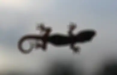 Nyesel Baru Tahu, Ternyata Ini Cara Ampuh Usir Cicak dari Rumah dengan Bahan Alami yang Mudah Didapat