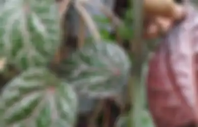 Bunuh Sel Kanker, Gunakan Pestisida Alami Ini untuk Tanam Sirih Merah