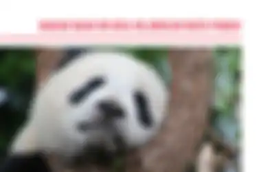 Mata Panda Bisa Langsung Hilang Kalau Konsumi Buah-buahan Ini!