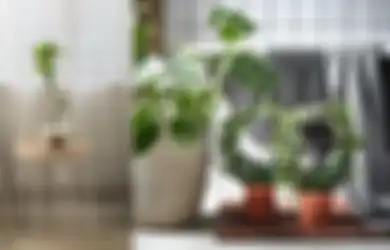 Bebaskan Momen Lebaran dari Asap Rokok, Ini 5 List Tanaman yang Dapat Segarkan Rumah!