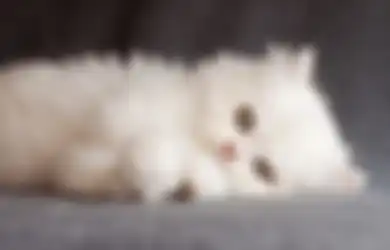 Jangan Biarkan Lemas, Ini 4 Cara Membuat Nafsu Makan Kucing Kembali!