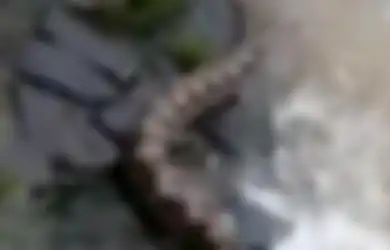 Ular 'Sebesar Pohon' yang Terkam Kamera Ini Masih Jadi Misteri: 'Belum Ditemukan, Masuk Gorong-gorong'