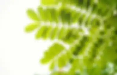 Nyesel Baru Tahu, Berikut Ini Deretan Manfaat Daun Kelor Dijamin Manjur untuk Sembuhkan Berbagai Penyakit