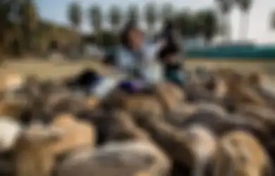 Surga Para Kelinci, Pulau di Jepang Ini 'Rahasiakan' Sejarah Kelam hingga Populasi Kelinci Meledak di Sini hingga Diperkirakan Capai 8.000 Ekor