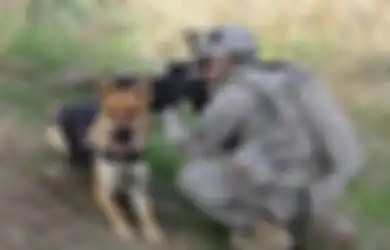 Tentara Inggris Ini Terpaksa ‘Tidurkan Selama-lamanya’ 1.200 Anjing Perang Setelah Mereka Tidak Bisa Lagi Berikan Pengabdiannya dalam Militer