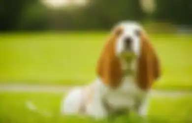 Perbedaan Usia Anjing dan Manusia Bukan 7 Tahun! Begini Penjelasanya