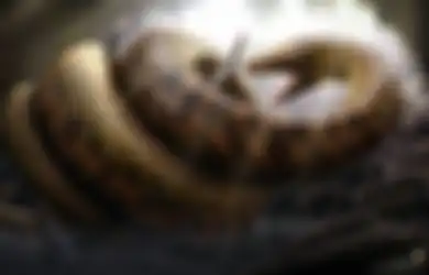 Tiga Fakta Titanoboa Ular Purba Terbesar di Dunia yang Disebut Monster