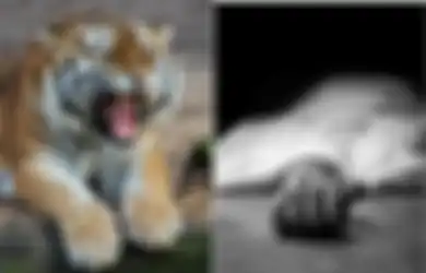 Dapat Julukan Desa 'Janda Harimau', Ternyata Ada Kisah Ngeri di Balik Kematian Para Lelaki di Daerah Tersebut