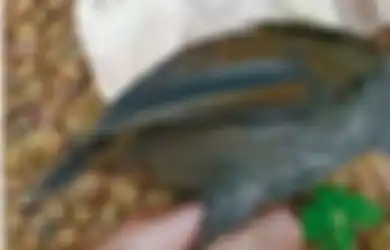 Ditemukan Warga Secara Tidak Sengaja, Burung Pelanduk Kalimantan yang Sempat Menghilang 172 Tahun Muncul Lagi, Difoto Warga Lalu Dilepaskan Kembali