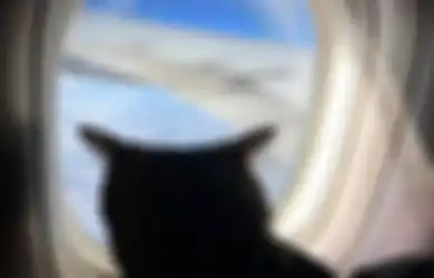 Pesawat Tarco Airlines Putar Balik Gegara Ada Kucing Lolos Masuk dan Nyerang Pilot