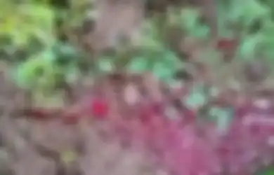 Genangi Kebun Warga Usai Hujan Deras Reda, Heboh Fenomena Cairan Merah Darah Keluar dari Dalam Tanah di Sukoharjo, Berikut Tanggapan Ahli Geologi UGM