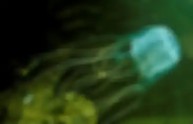 Jadi Kasus Pertama Sejak 2006, Remaja Australia Meninggal Dunia karena Sengatan Ubur-ubur Kotak, Jenis Hewan Laut yang Paling Berbisa
