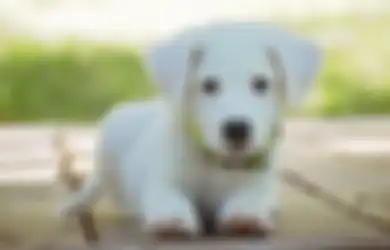 Anjing bisa Berkomunikasi dengan Manusia sejak Bayi, Memeliharanya di Rumah akan Sehatkan Fisik dan Mental