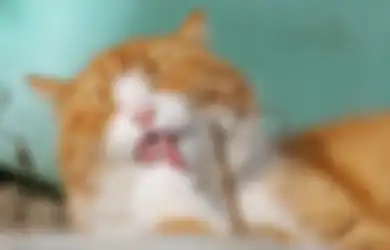Tampak Ngefly Usai Makan Daun Seledri, Tingkah Kucing 'Oyen' Ini Mendadak Viral di TikTok, Apa Kata Dokter?