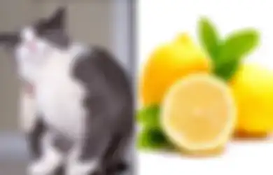 Punya Peliharaan Kucing dan Sebal dengan Kutunya? Begini 5 Cara Rumahan Ampuh Basmi Kutu Kucing, Salah Satunya dengan Buah yang Masam Ini