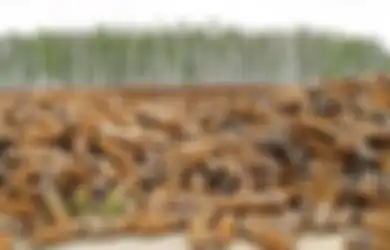Tidak Mengakibatkan Kerusakan Fatal Tetapi Dampaknya Sangat Mematikan, Inilah 'Senjata Terlarang' yang Digunakan pada Perang Dunia Sebelum Senjata Nuklir Ditemukan