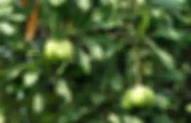 Mitos dan Fakta soal Tanaman, Penting Buat yang Hobi Berkebun!