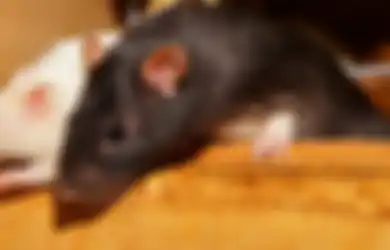 Nyesel Banget Baru Tahu, Tak Perlu Pakai Racun Ternyata 4 Bahan Dapur Ini Ampuh Usir Tikus dari Rumah, Dijamin Tak Kembali!