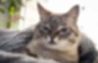 Meski Dikenal Cuek, Ini 5 Tanda Kalo Seekor Kucing Udah Suka sama Kita