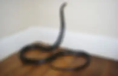 Tidak Banyak Orang Menduga, Ternyata Ini Penyebab Ular Masuk Rumah Selain Cari Makan, Bisa Jadi Kepancing Ini!