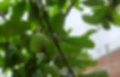 Tak Hanya Bantu Lawan Demam Berdarah, Daun Jambu Biji Ternyata Punya Segudang Manfaat Luar Biasa untuk Kesehatan 