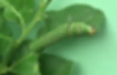 Ulat Melahap Habis Daun Tanaman? Basmi pakai Sabun dan Minyak Goreng
