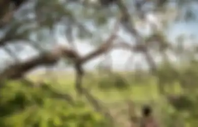 Butuh 10 Jam Perjalanan, 3 Orang yang Diduga Hendak Mendulang Emas Ini Tewas Dihujani Anak Panah Sesampainya di Hutan Halmahera Tengah, Eksistensi Pertahanan Diri Anak Suku Pedalaman?