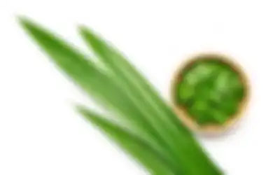 Nyesel Baru Tahu, Daun Pandan Ternyata Ampuh Usir Ketombe yang Bikin Kulit Kepala Gatal, Begini Cara Mudah Bikin Ramuannya!