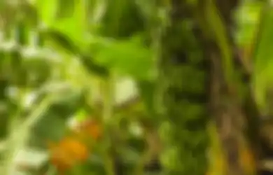 Kerap Dibuang Begitu Saja, Siapa Sangka Bagian dari Pisang Ini Ternyata Bisa Jadi Obat Alami yang Ampuh Sembuhkan Berbagai Penyakit