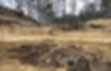 Berkat Ingatannya Waktu Masih Bocah, Pria Ini Bongkar Kejahatan Besar Nazi yang Nyaris Tidak Pernah Terungkap, Ada Bukti Mengerikan Terkubur Jauh di Tengah Hutan Polandia