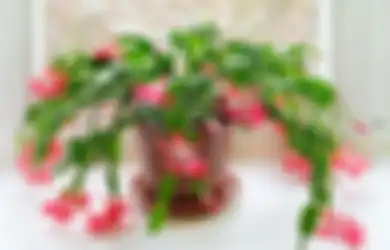Agar Bunga Potong Bertahan Lama dan Tips Menatanya di Dalam Ruangan