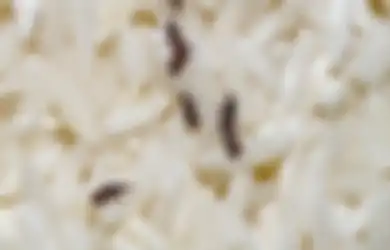 100 Persen Ampuh, Cukup Gunakan Bumbu Dapur Ini Untuk Usir Kutu Dalam Beras, Dijamin Hilang dan Tak Datang Lagi!