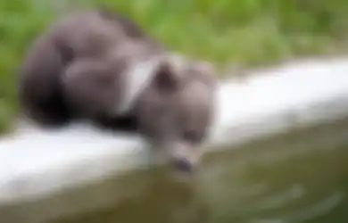 Beruang Ini Jadi Berperilaku Seperti Anjing, Bukan Lagi Cosplay Tapi Emang Kena Penyakit Misterius