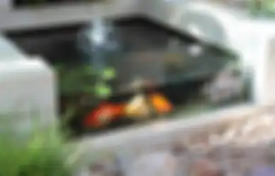 Penting Buat Pecinta Ikan, Tetesan air yang Dikira Indah Ini Ternyata Bikin Ikan di Kolam Mati, Cek Yuk!