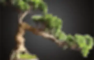 Ingin Bikin Bonsai? Ini Kriteria dan Pilihan Tanaman yang Cocok